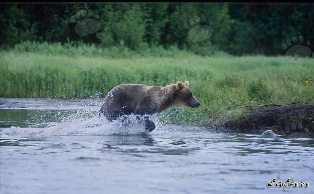 Ours brun majestueux pêchant le saumon dans une rivière sauvage - Photo nature sauvage