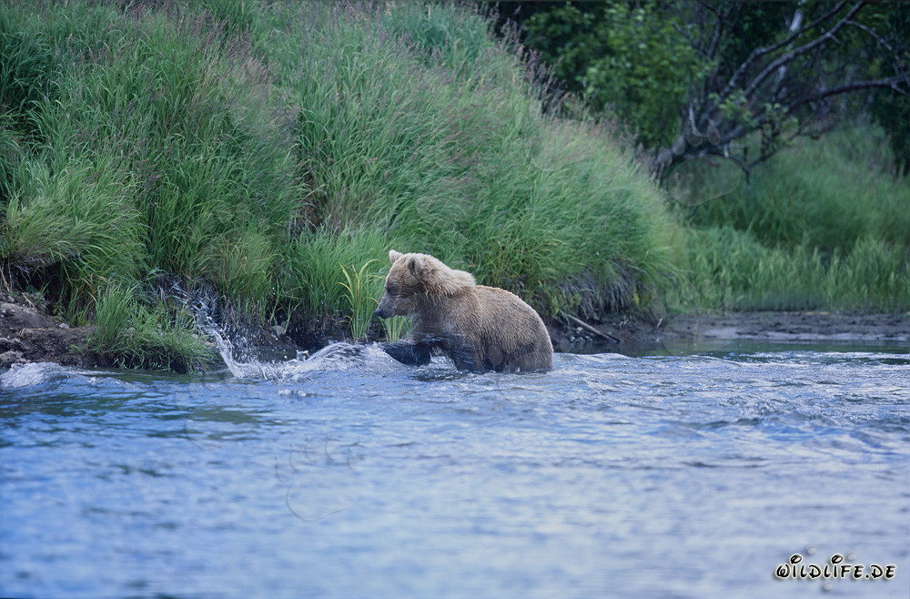Braunbär beim Lachsfischen im Fluss - Majestätische Wildtierfotografie