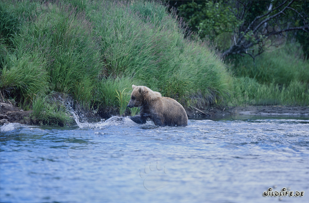 Brown Bear Fishing for Salmon in River - Majestic Wildlife Photography