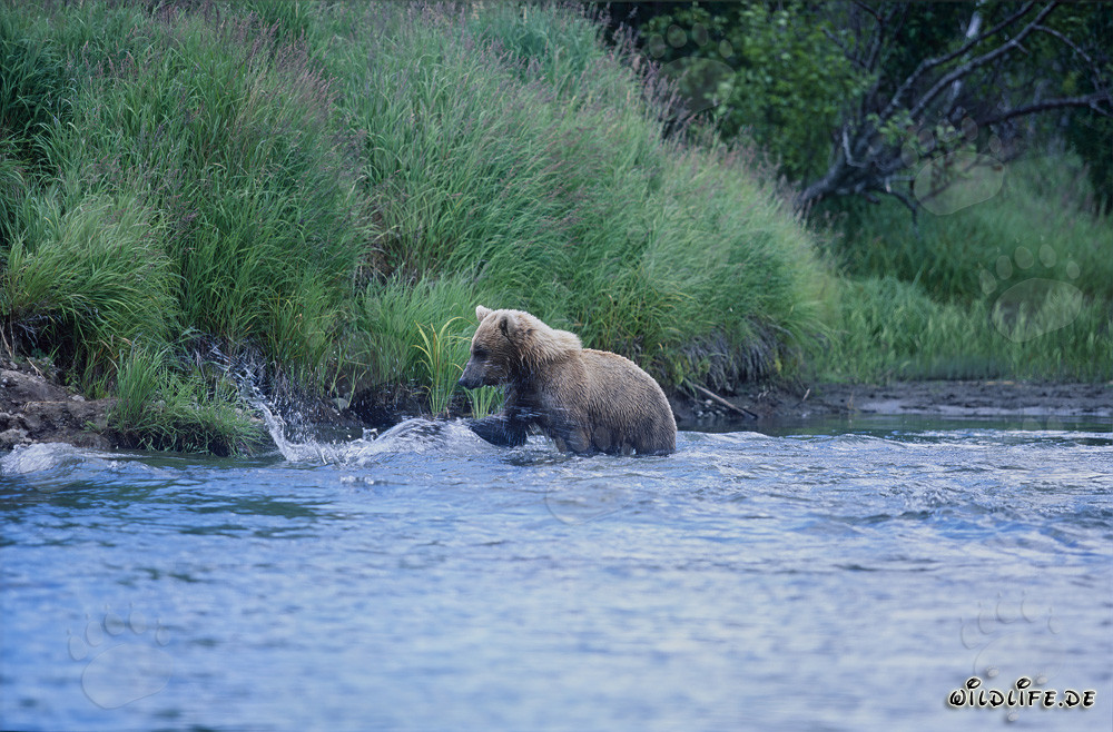 Oso pardo pescando salmones en el río - Fotografía majestuosa de vida silvestre