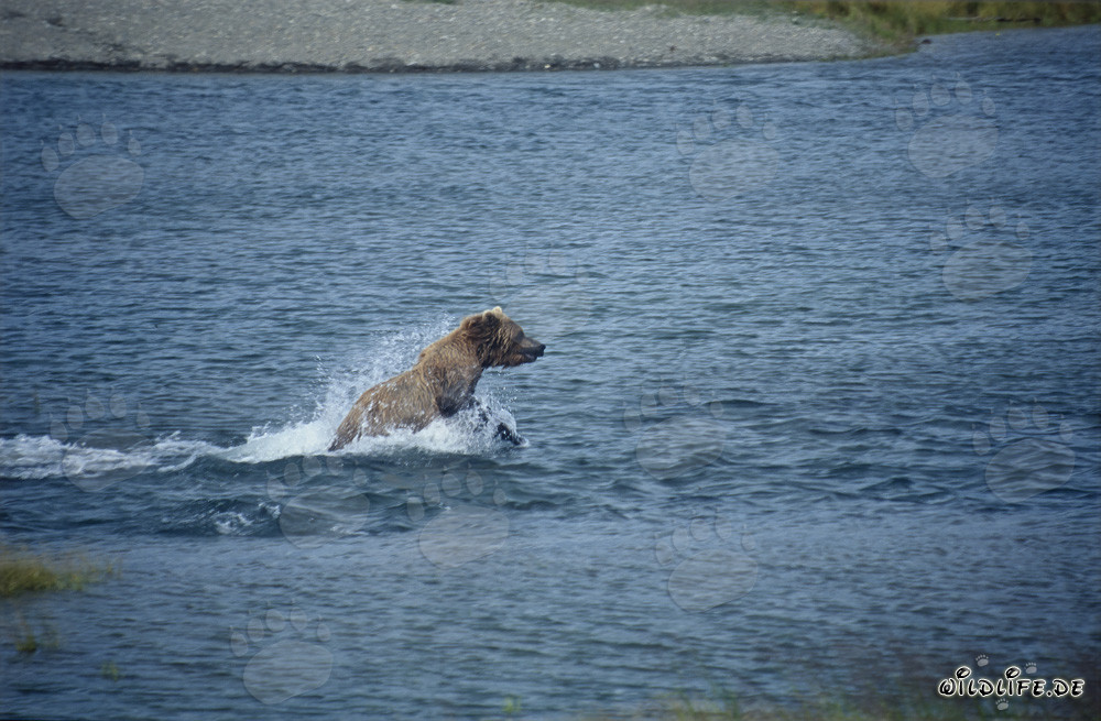 Braunbär beim Lachsfischen im Fluss