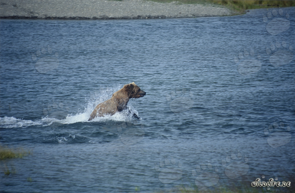 Brown bear fishing for salmon in the river