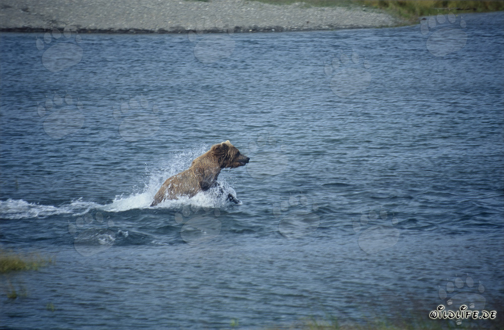 Orso bruno che pesca salmoni nel fiume