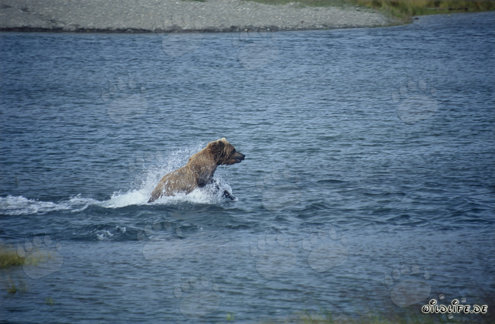 Oso pardo pescando salmones en el río