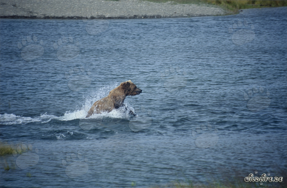 Ours brun pêchant le saumon dans la rivière