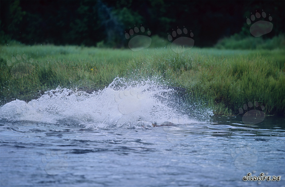 Braunbär beobachtet geduldig den Lachs unter Wasser