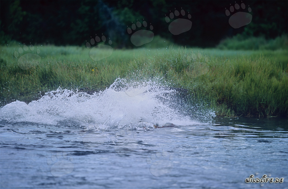 Brown bear patiently observes the salmon underwater
