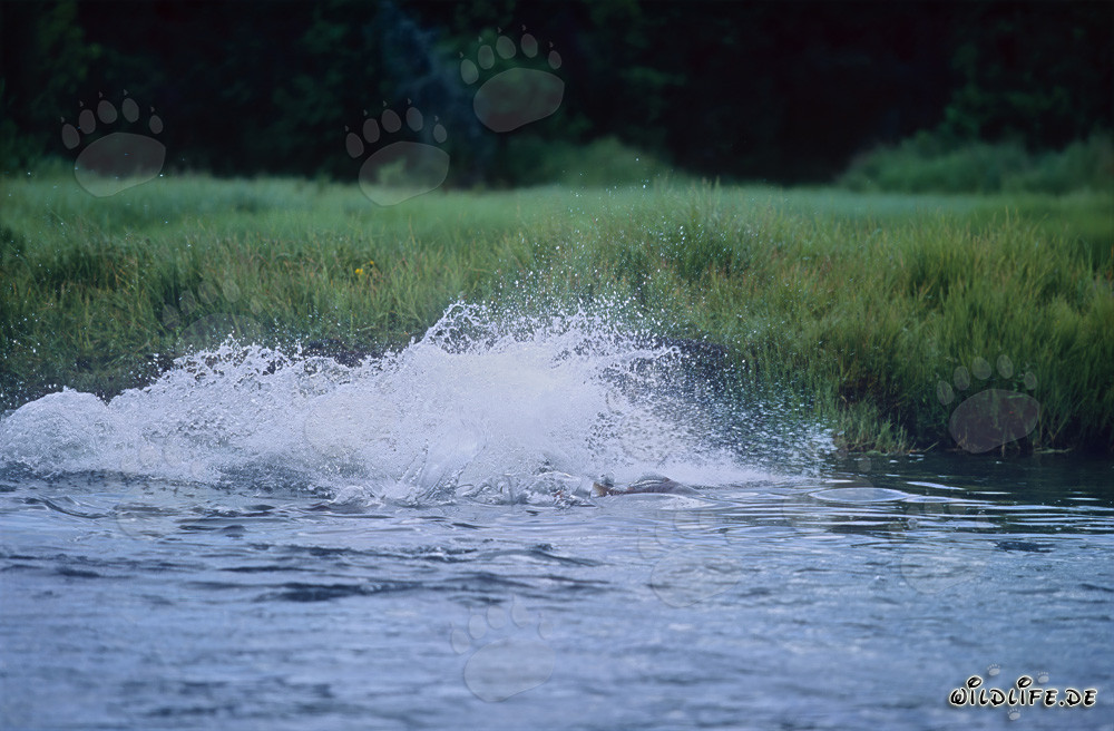 Orso bruno osserva pazientemente il salmone sott'acqua