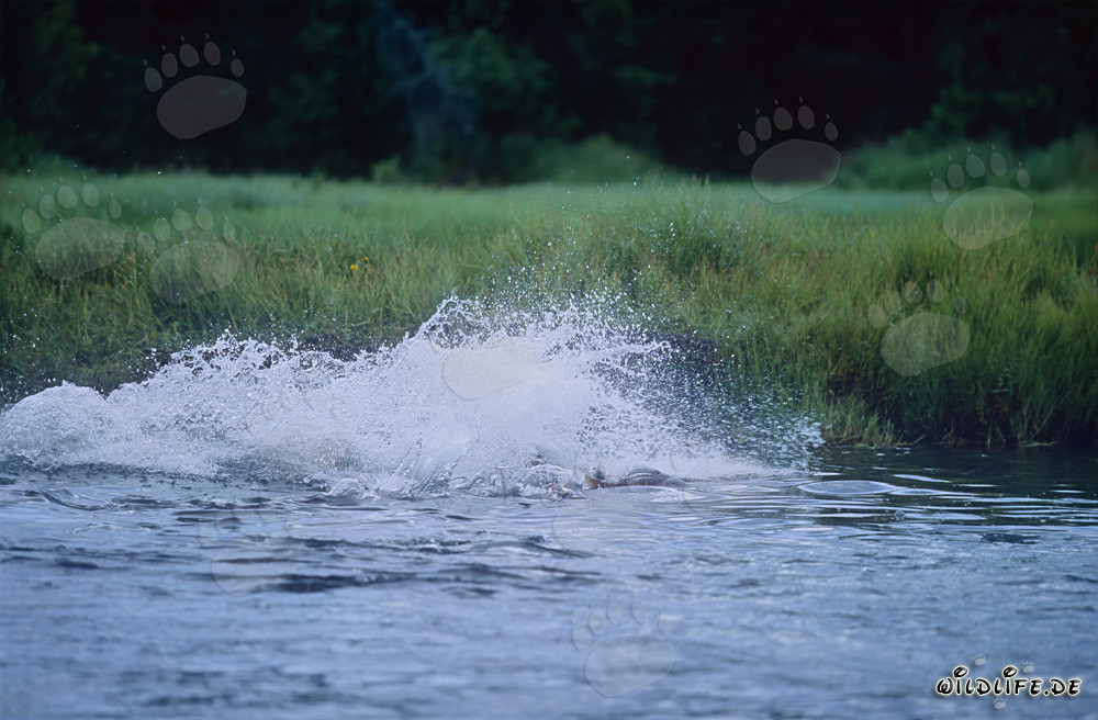 Ours brun observe patiemment le saumon sous l'eau