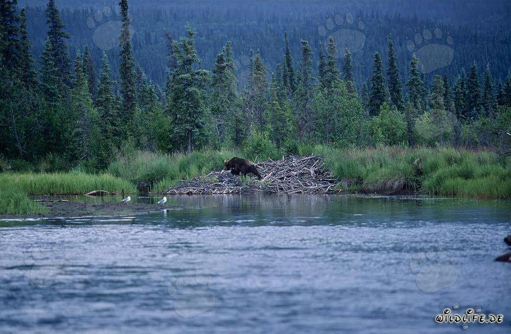 Majestic Brown Bear at the Beaver Dam in the Alaskan Wilderness