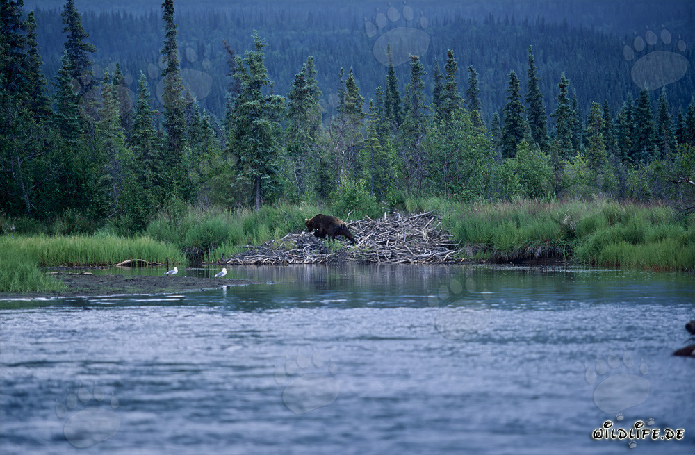 Maestoso orso bruno vicino alla tana del castoro nella natura selvaggia dell'Alaska