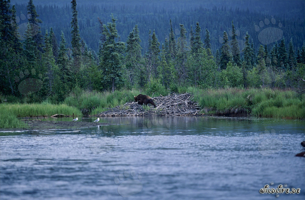 Oso pardo majestuoso junto al madriguera de castor en la naturaleza salvaje de Alaska