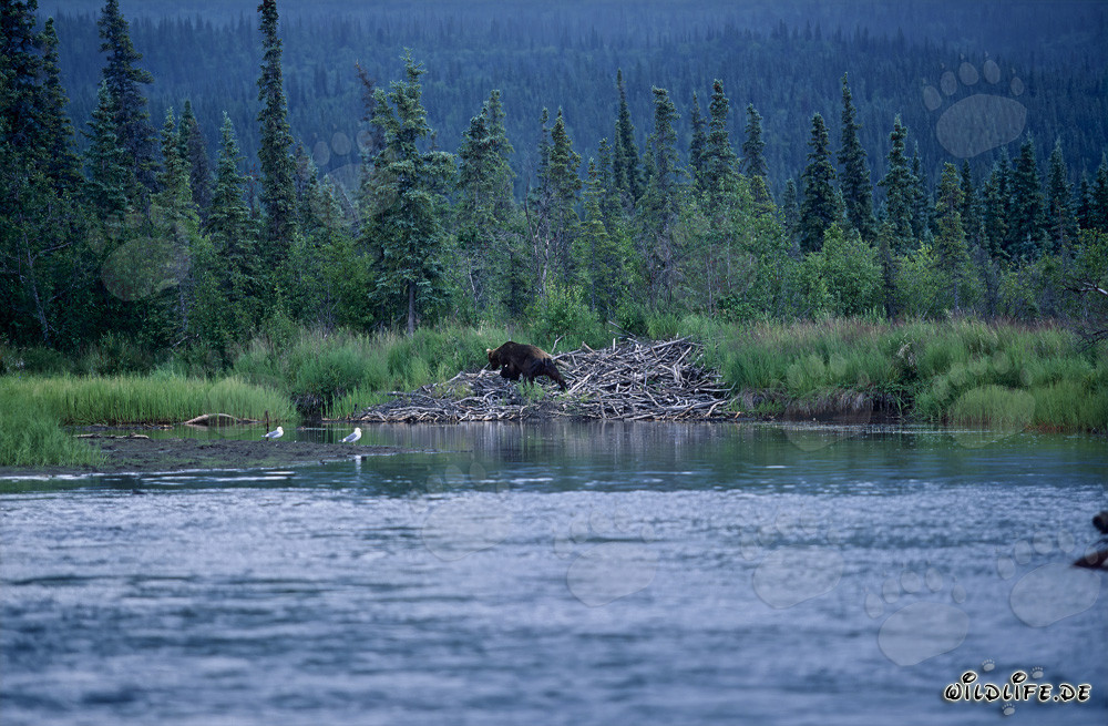 Ours brun majestueux près du terrier de castor dans la nature sauvage de l'Alaska
