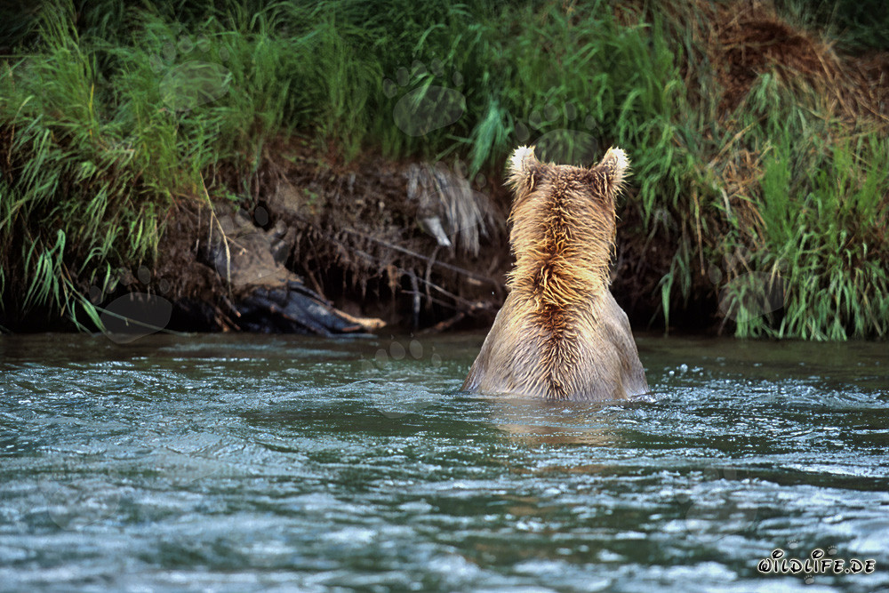 Majestätischer Braunbär beim Lachsfischen im klaren Fluss