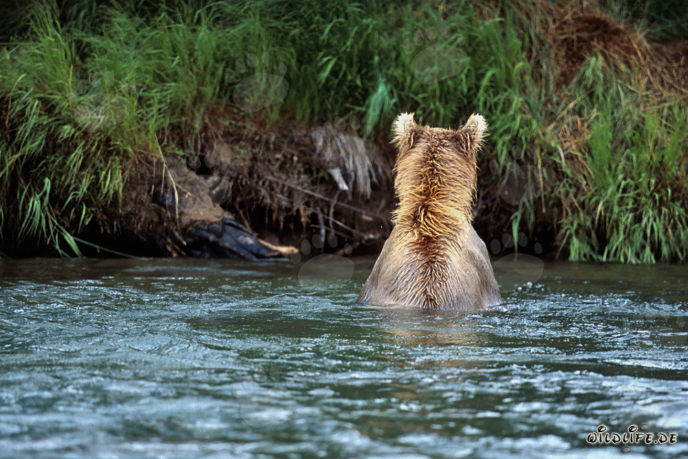 Majestic Brown Bear fishing for salmon in the clear river