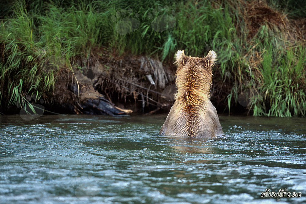 Maestoso orso bruno che pesca salmoni in un fiume limpido
