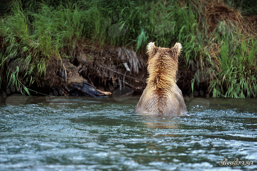 Oso pardo majestuoso pescando salmones en un río claro