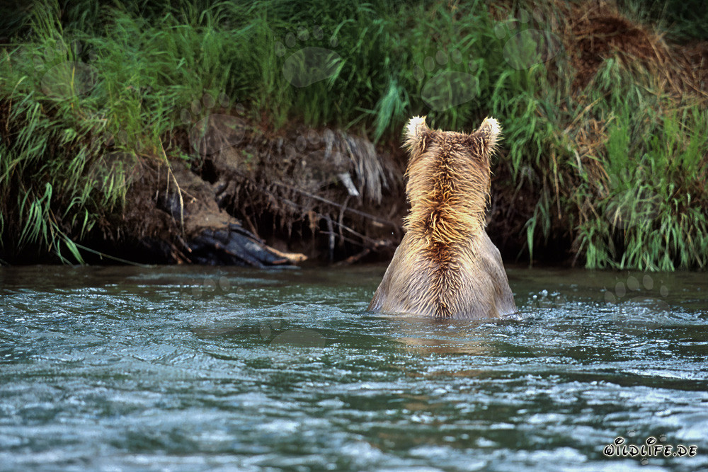 Ours brun majestueux pêchant le saumon dans une rivière claire