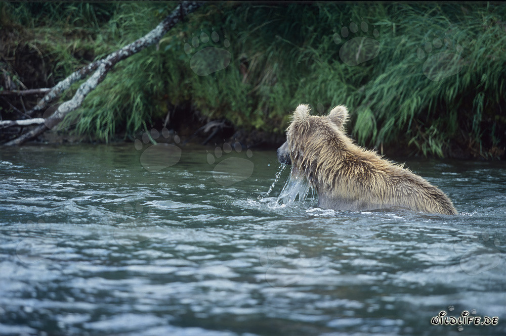 Braunbär beim Lachsfischen in der wilden Natur Alaskas