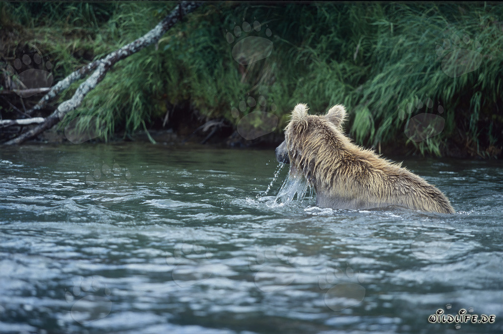 Brown Bear Fishing for Salmon in the Wild Nature of Alaska