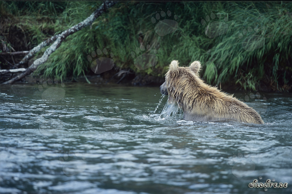 Orso bruno che pesca salmoni nella natura selvaggia dell'Alaska