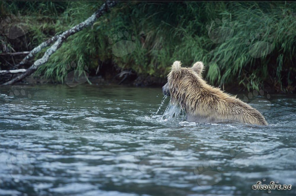 Oso pardo pescando salmones en la naturaleza salvaje de Alaska