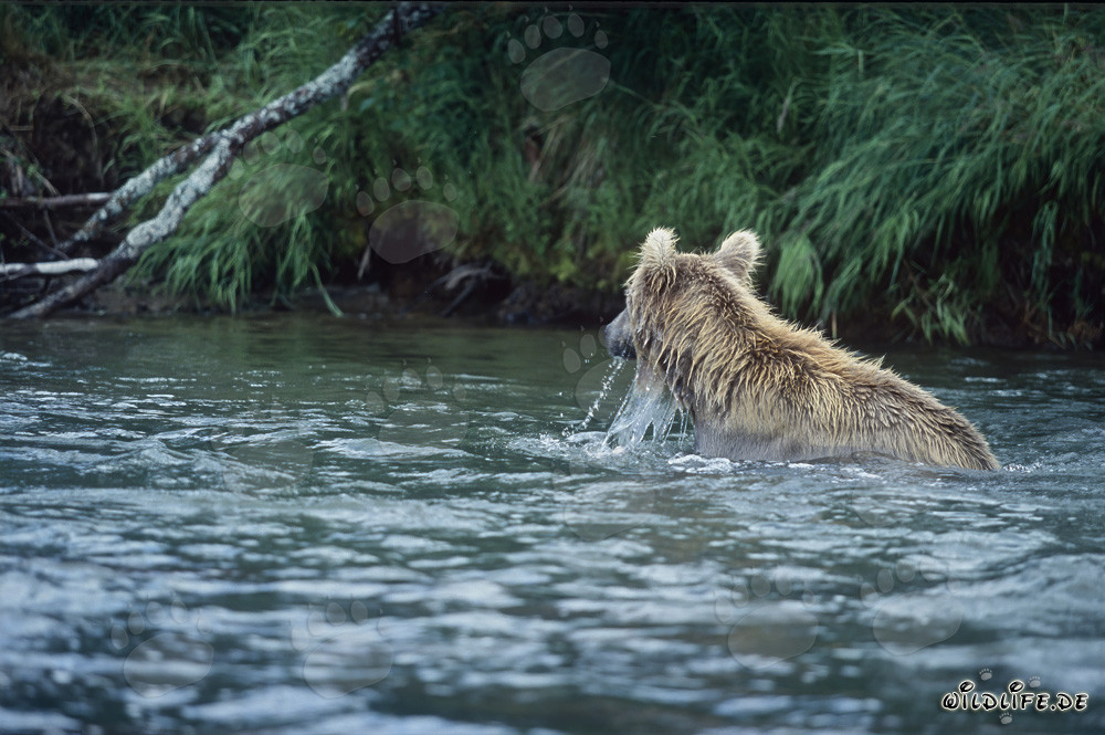 Ours brun pêchant le saumon dans la nature sauvage de l'Alaska