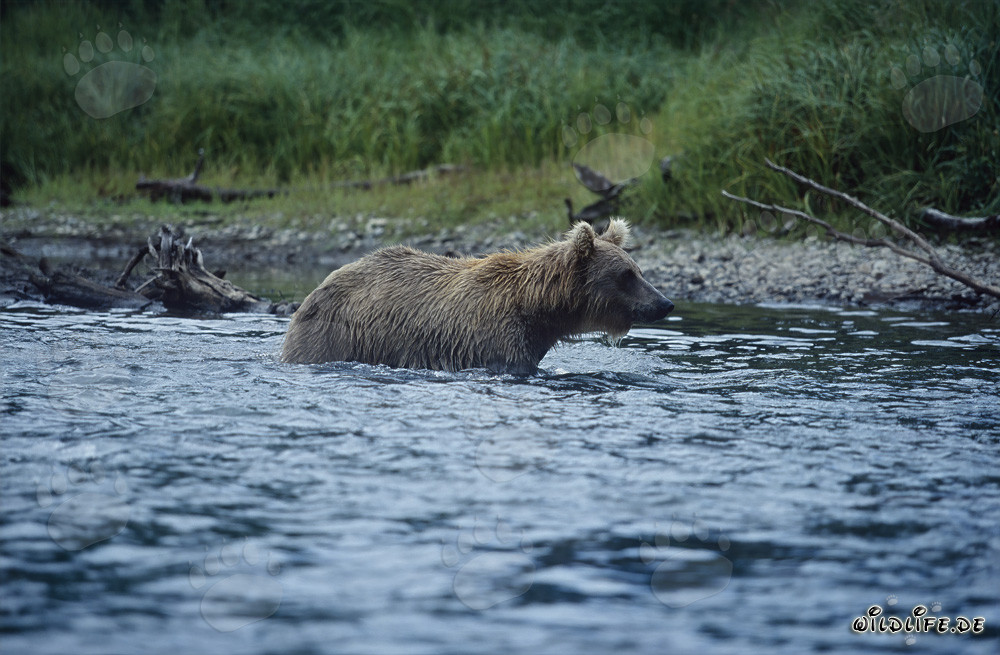 Braunbär beim Lachsfischen in den wilden Gewässern Alaskas