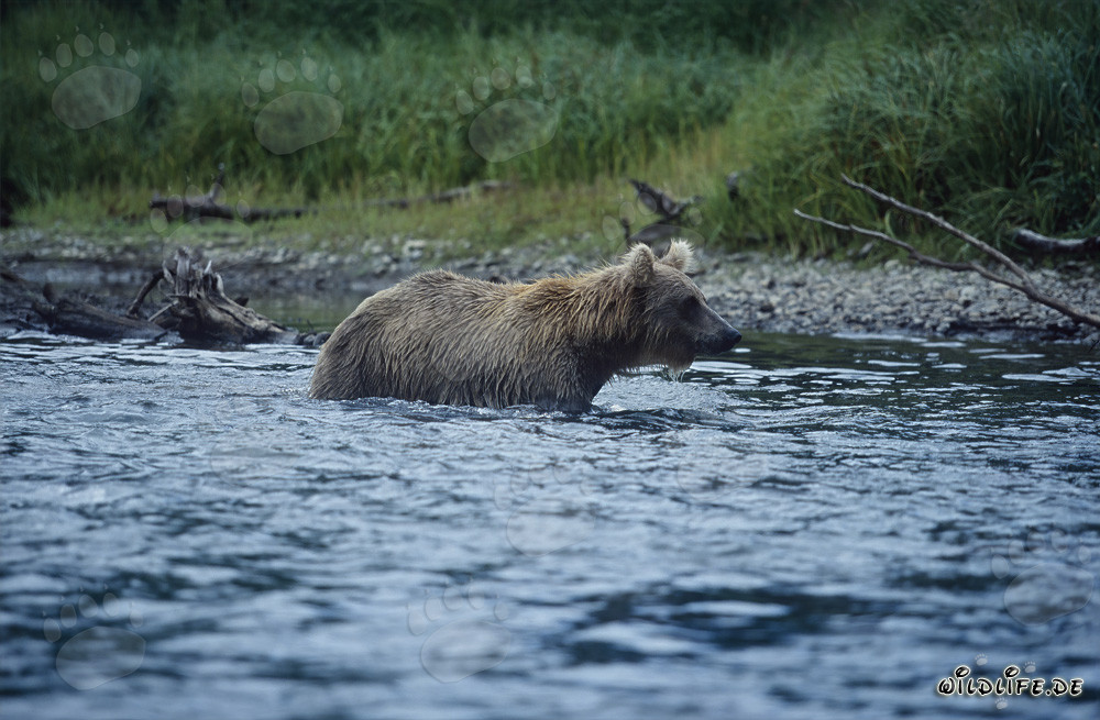Brown Bear Fishing for Salmon in the Wild Waters of Alaska