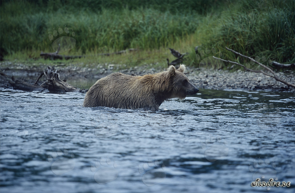 Orso bruno che pesca salmoni nelle acque selvagge dell'Alaska