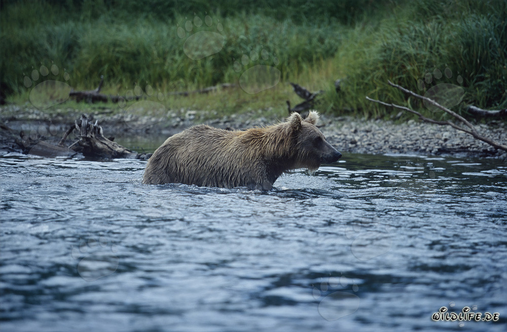 Oso pardo pescando salmones en las aguas salvajes de Alaska