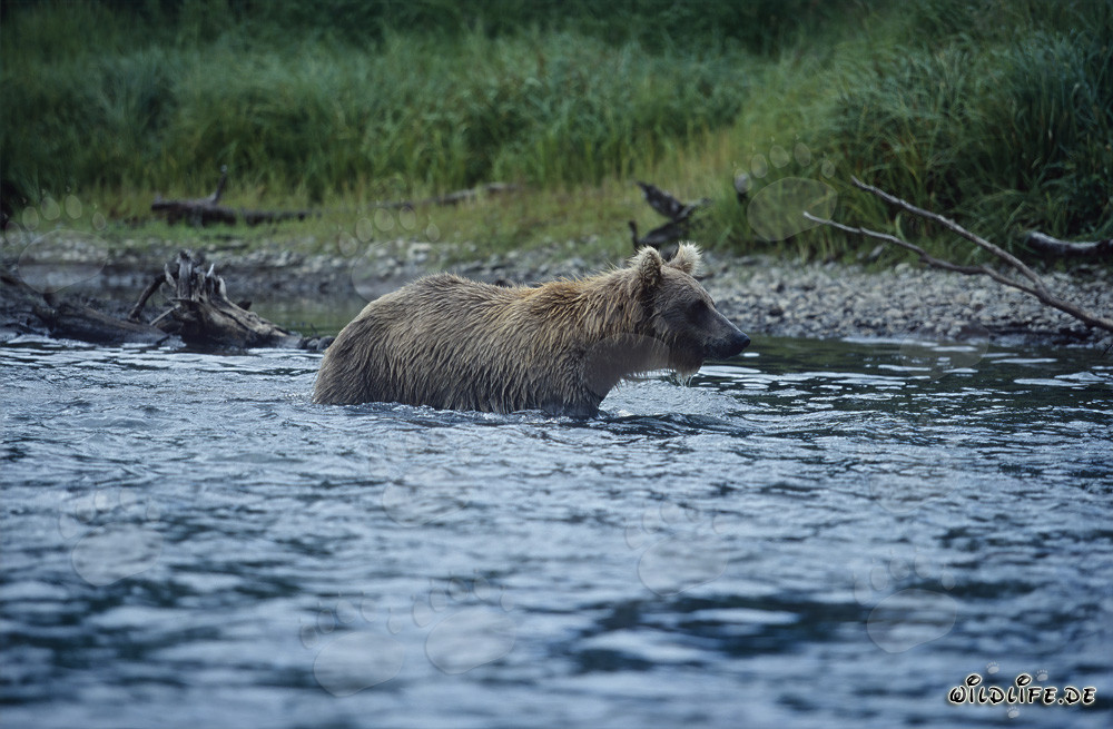 Ours brun pêchant le saumon dans les eaux sauvages de l'Alaska