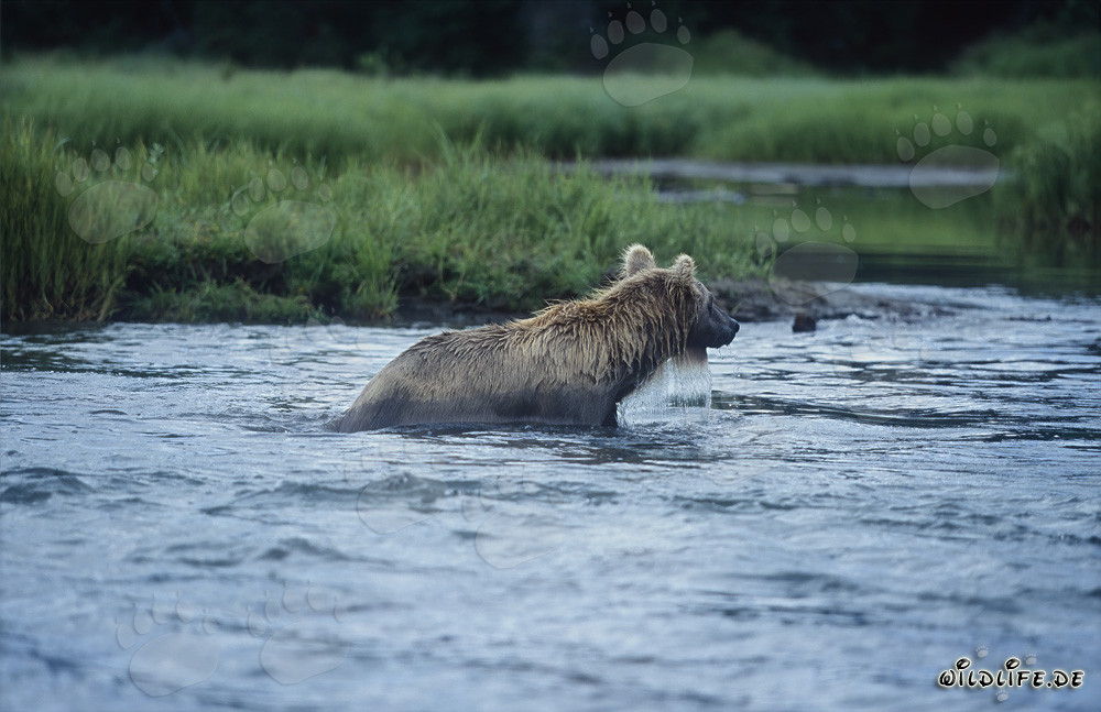 Braunbär beim Lachsfischen in den wilden Gewässern Alaskas