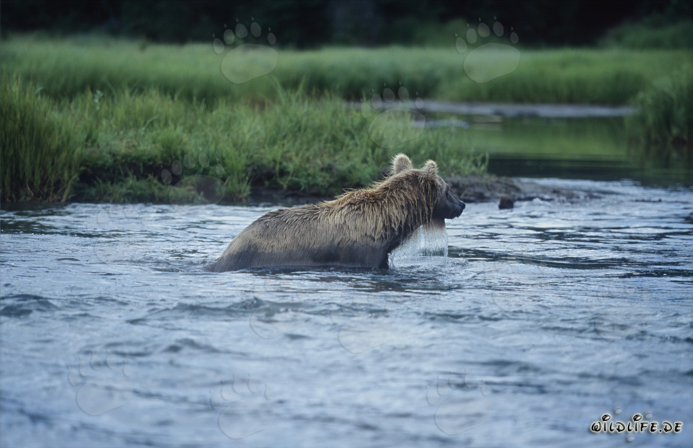Brown Bear Fishing for Salmon in the Untamed Waters of Alaska