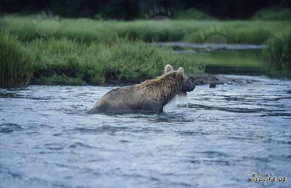 Orso bruno che pesca salmoni nelle acque selvagge dell'Alaska