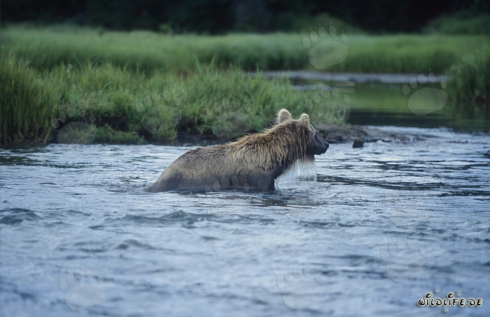 Oso pardo pescando salmones en las aguas salvajes de Alaska