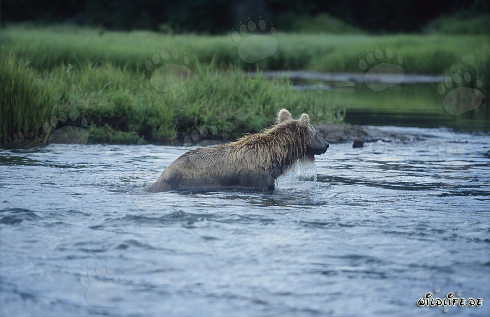 Ours brun pêchant le saumon dans les eaux sauvages de l'Alaska