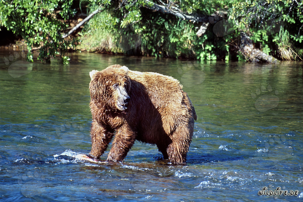 Braunbär beobachtet seinen Konkurrenten am Brooks River in Katmai, Alaska
