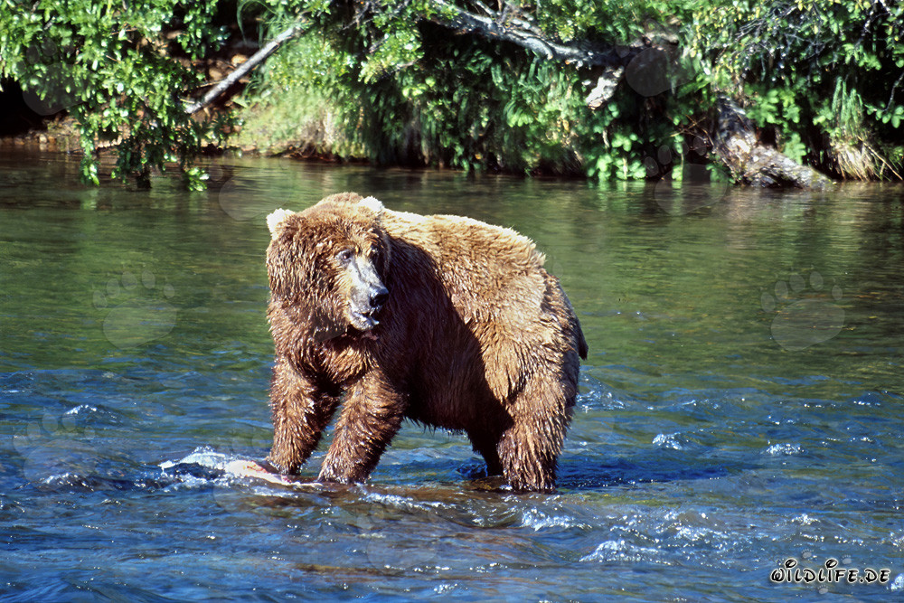 Brown bear observes its competitor at Brooks River in Katmai, Alaska