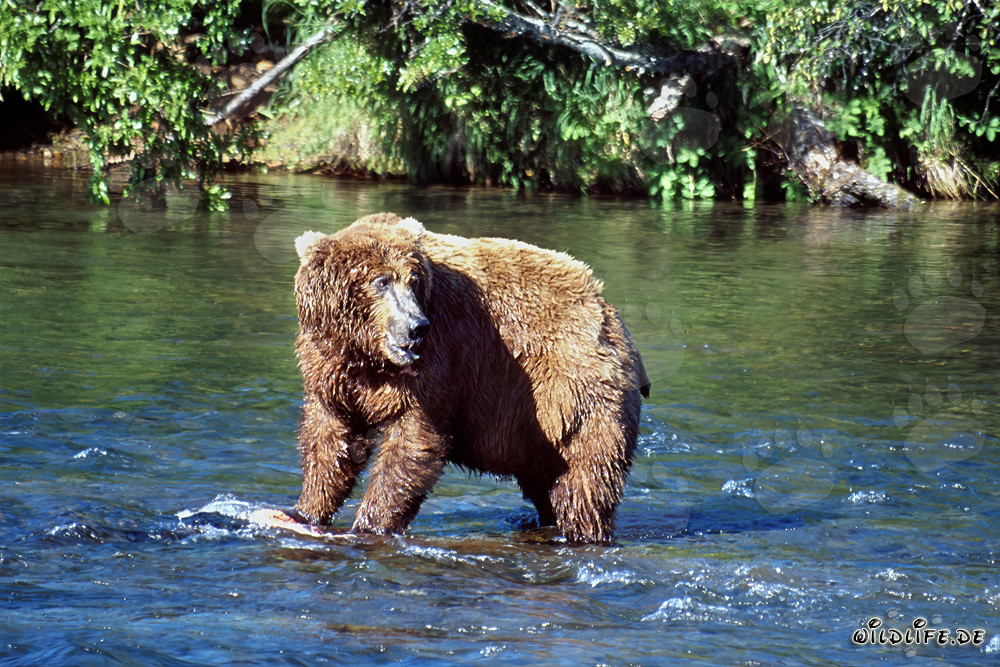 Orso bruno osserva il suo concorrente al fiume Brooks a Katmai, in Alaska