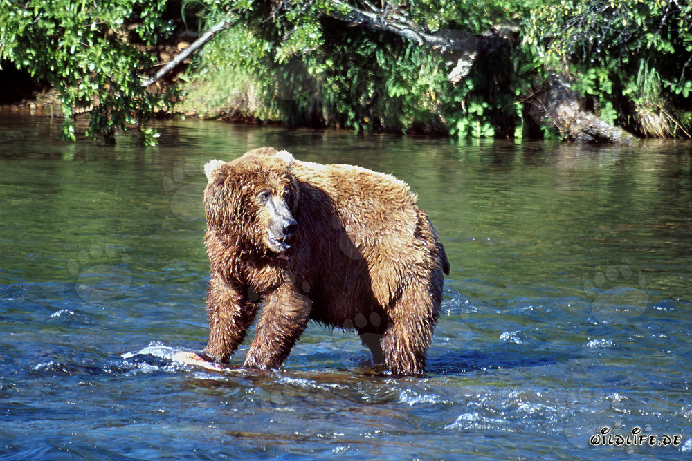 Oso pardo observa a su competidor en el río Brooks en Katmai, Alaska