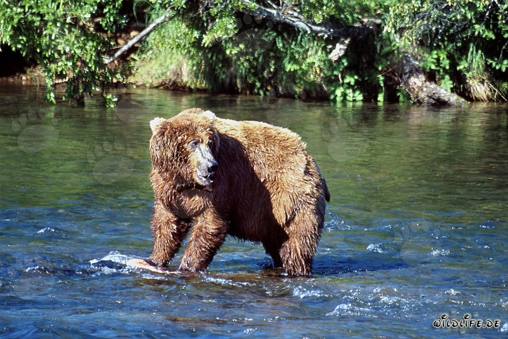 Ours brun observe son concurrent à la rivière Brooks à Katmai, en Alaska