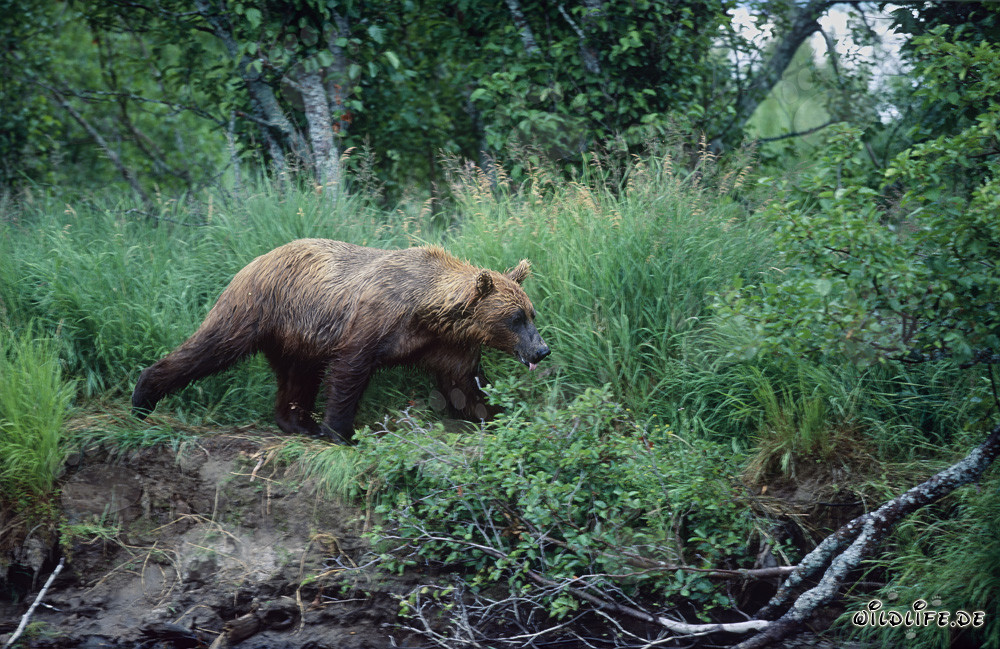 Majestätischer Braunbär am Ufer eines wilden Flusses in Alaska