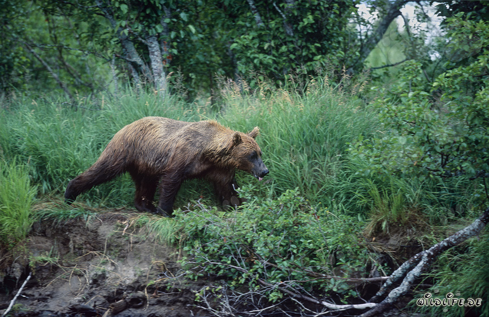 Maestoso orso bruno sulla riva di un fiume selvaggio in Alaska