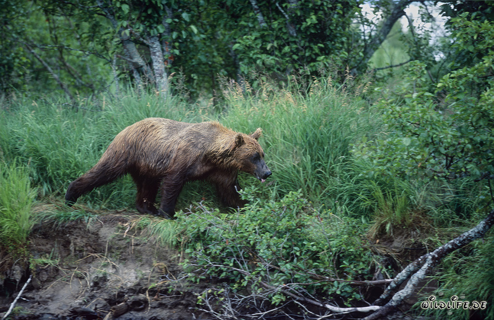 Oso pardo majestuoso en la orilla de un río salvaje en Alaska