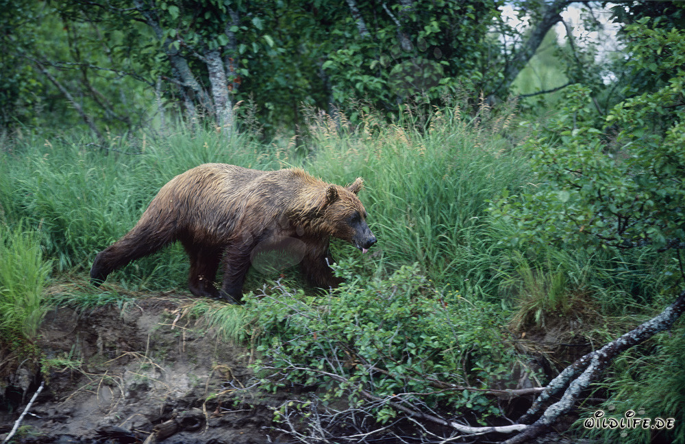 Ours brun majestueux au bord d'une rivière sauvage en Alaska