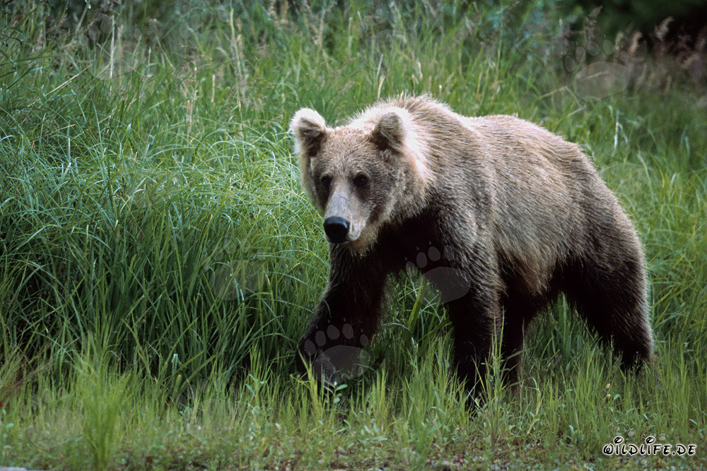 Maestoso orso bruno nell'erba alta