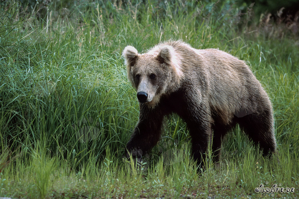 Majestic Brown Bear in the High Grass