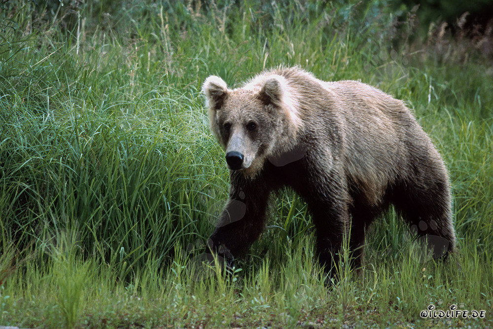 Ours brun majestueux dans les hautes herbes