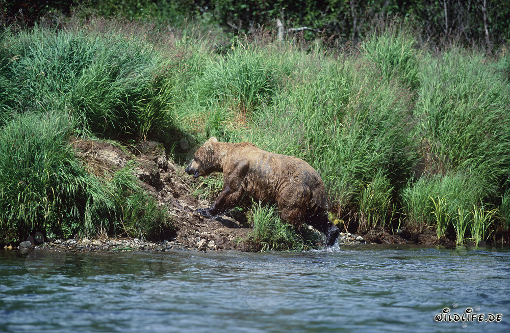 Majestätischer Braunbär beim Lachsfischen am Flussufer in Alaska